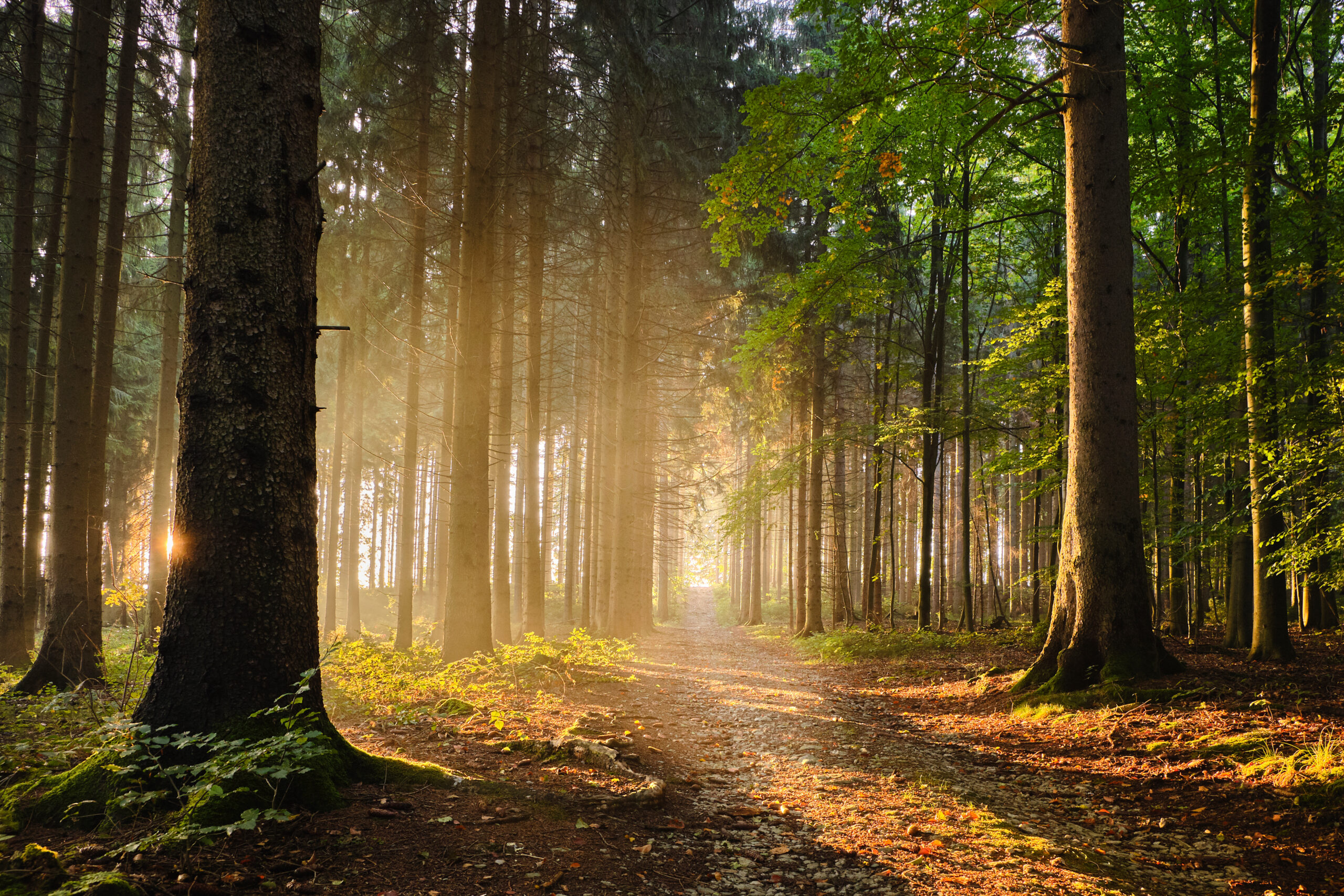 Sonnenschein am Waldweg